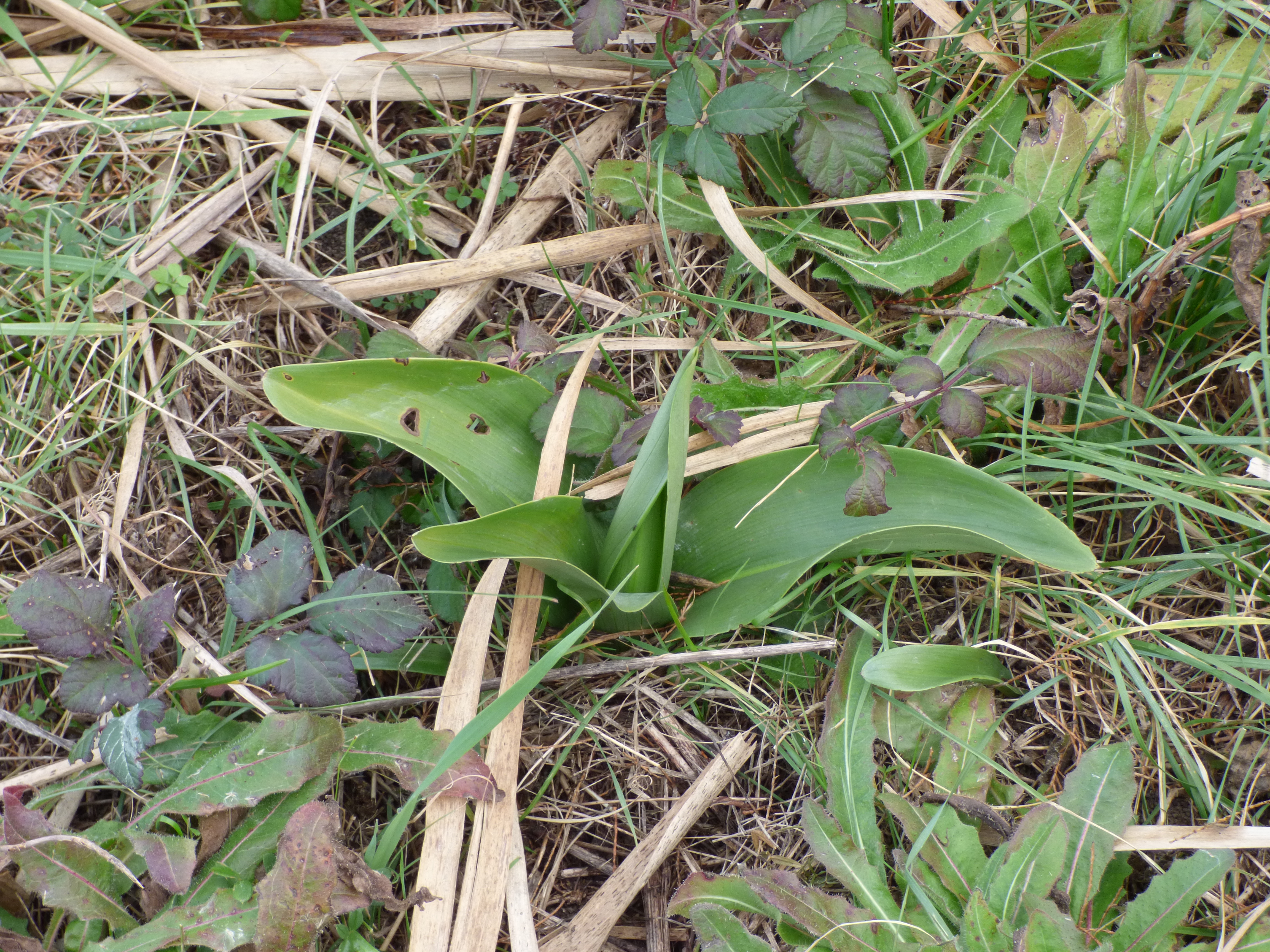 orchidée en hiver